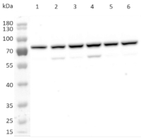 ABI1 | Abscisic acid insensitive 1 in the group Antibodies Plant/Algal / Hormones / Biosynthesis/regulation at Agrisera AB (Antibodies for research) (AS12 1861)